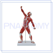 PNT-0341 MODELO DE MÚSCULOS HUMANOS